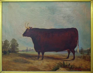 Ein Nord-Devon-Ochse in einer Landschaft